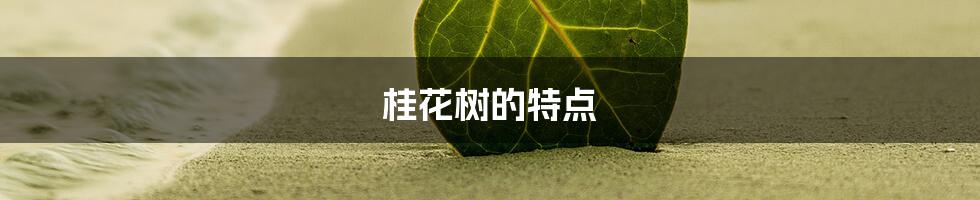 桂花树的特点