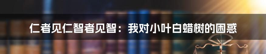 仁者见仁智者见智：我对小叶白蜡树的困惑