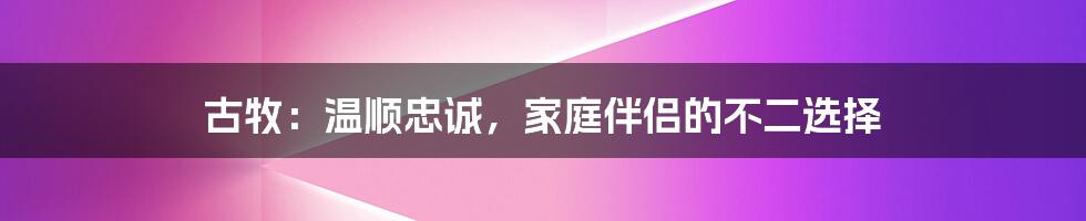 古牧：温顺忠诚，家庭伴侣的不二选择