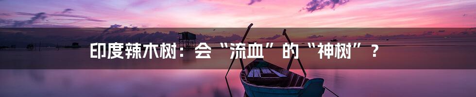 印度辣木树：会“流血”的“神树”？