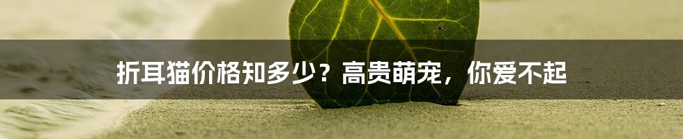 折耳猫价格知多少？高贵萌宠，你爱不起