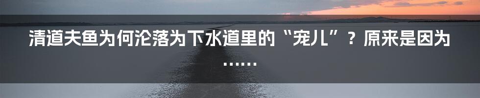 清道夫鱼为何沦落为下水道里的“宠儿”？原来是因为……