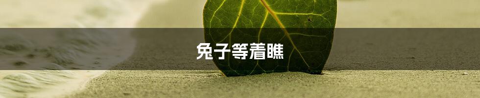 兔子等着瞧