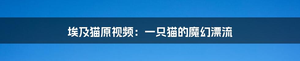 埃及猫原视频：一只猫的魔幻漂流