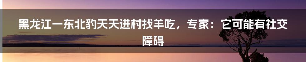 黑龙江一东北豹天天进村找羊吃，专家：它可能有社交障碍