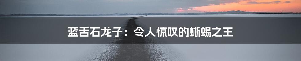 蓝舌石龙子：令人惊叹的蜥蜴之王