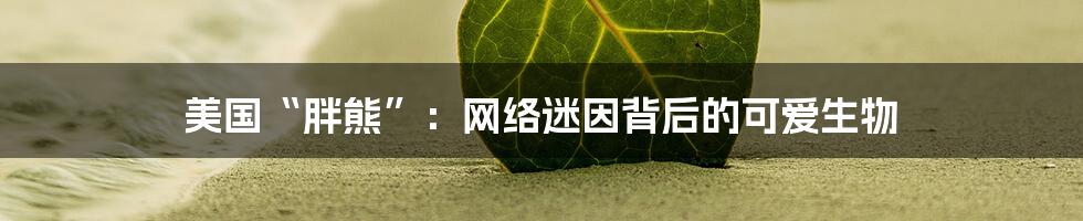 美国“胖熊”：网络迷因背后的可爱生物