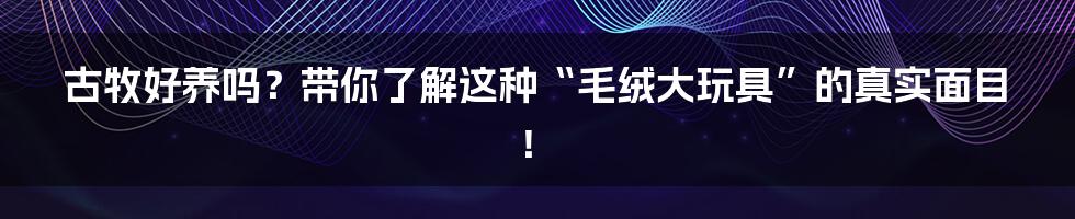 古牧好养吗？带你了解这种“毛绒大玩具”的真实面目！