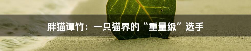 胖猫谭竹：一只猫界的“重量级”选手