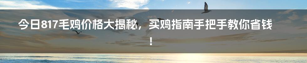 今日817毛鸡价格大揭秘，买鸡指南手把手教你省钱！