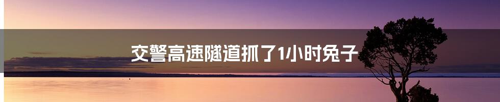 交警高速隧道抓了1小时兔子