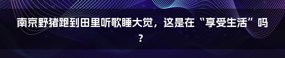 南京野猪跑到田里听歌睡大觉，这是在“享受生活”吗？