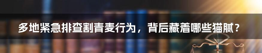 多地紧急排查割青麦行为，背后藏着哪些猫腻？