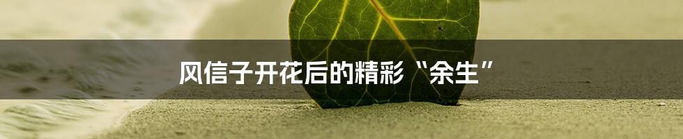 风信子开花后的精彩“余生”