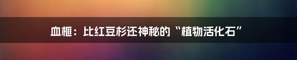 血榧：比红豆杉还神秘的“植物活化石”