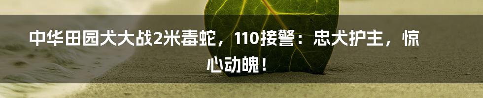 中华田园犬大战2米毒蛇，110接警：忠犬护主，惊心动魄！