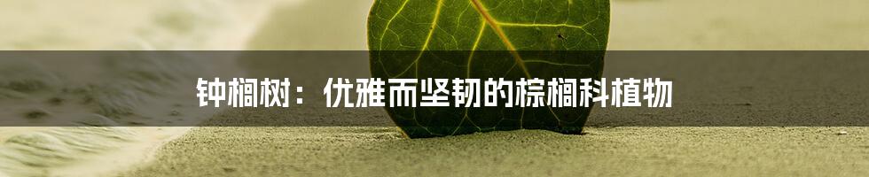 钟榈树：优雅而坚韧的棕榈科植物