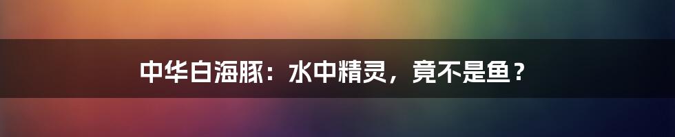 中华白海豚：水中精灵，竟不是鱼？