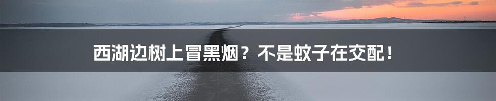 西湖边树上冒黑烟？不是蚊子在交配！