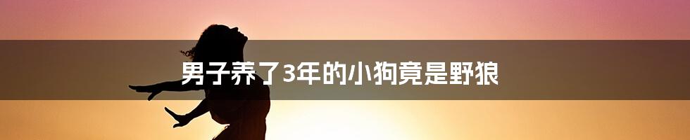 男子养了3年的小狗竟是野狼